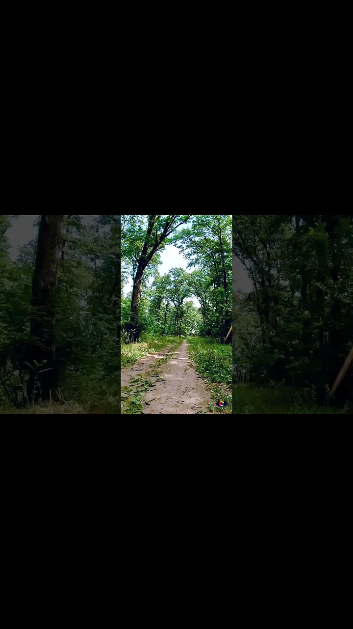 Cernica forest ride | Future bass music | 4k Virtual Tour | #shorts