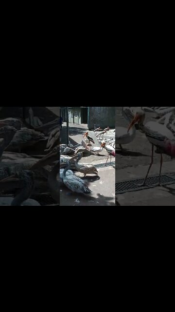 It's feeding time for these large birds.