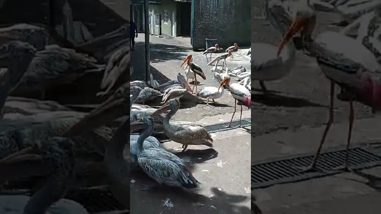 It's feeding time for these large birds.