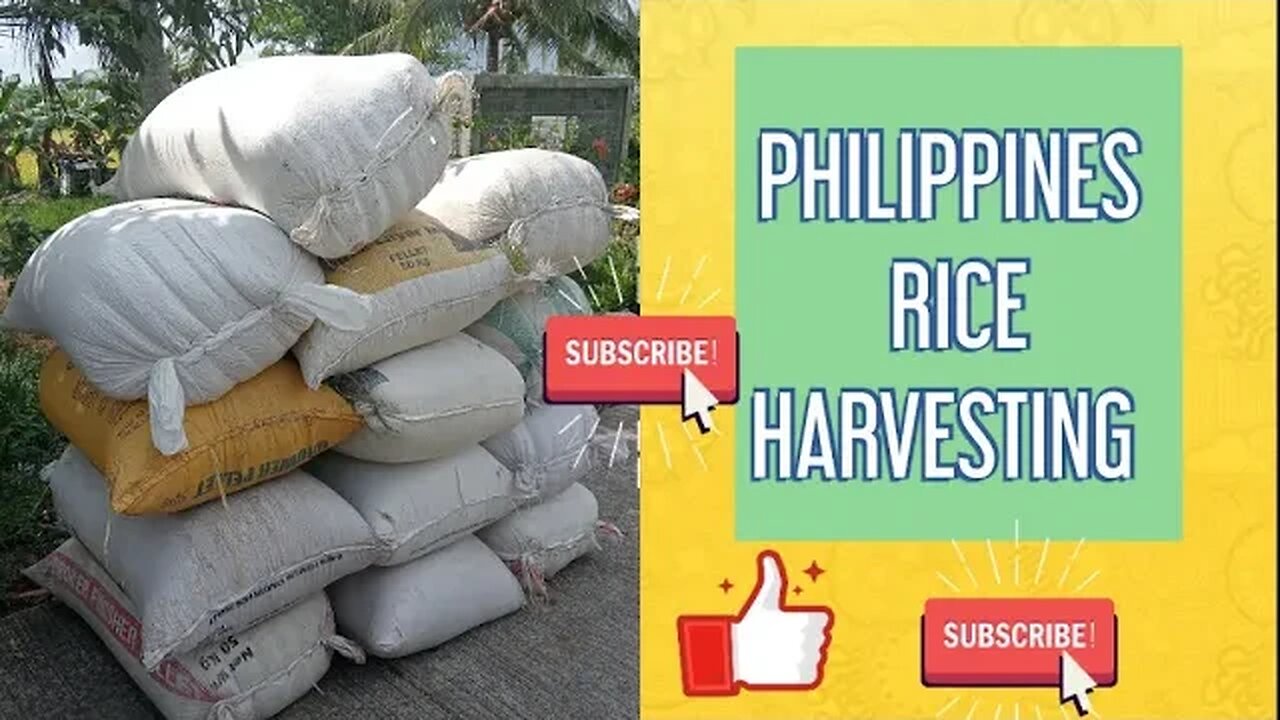 PHILIPPINES RICE HARVESTING