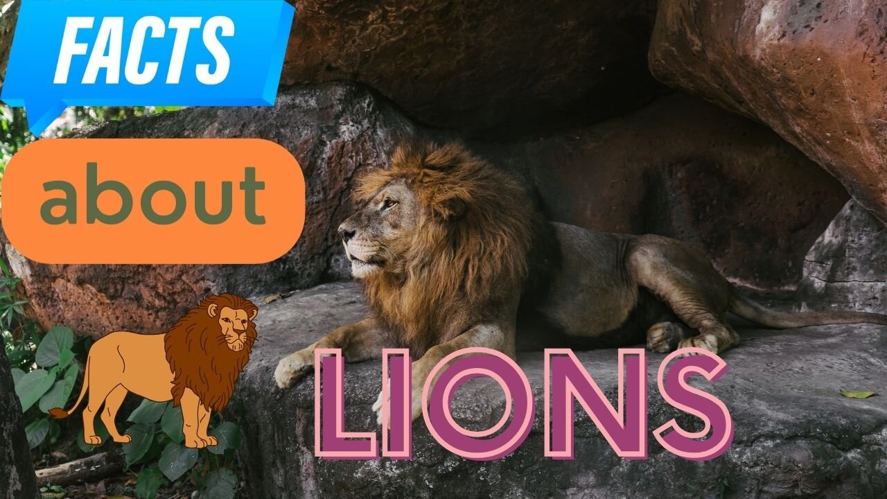 Interesting facts about Lions