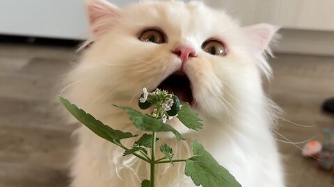 Cute Cat Eating Catnip