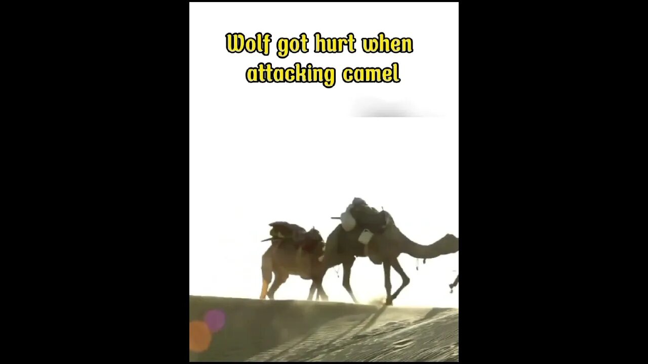 Wolf attacks camel and gets hurt! #shorts