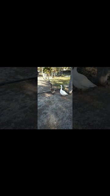 Good morning Geese, ( Ganders ) 22nd September 2022