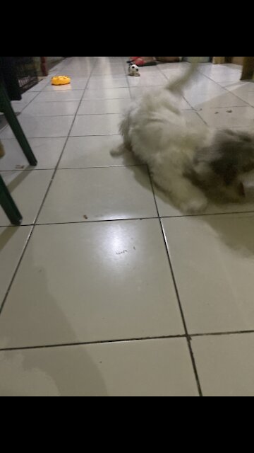 Richard the lhasa apso learned his first ever trick