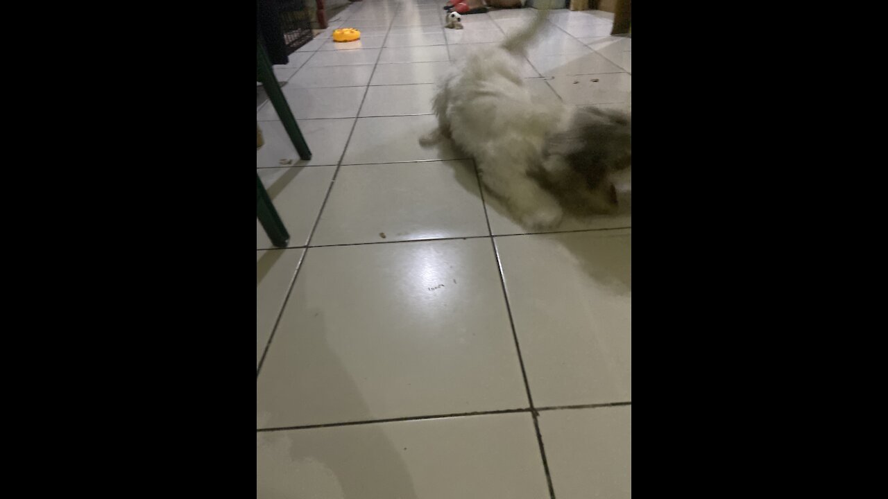 Richard the lhasa apso learned his first ever trick