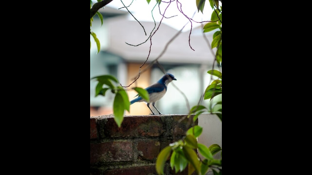 Relaxing Bird Songs, Soothing Sounds of Nature, Beautiful Flowers, Cute Animal