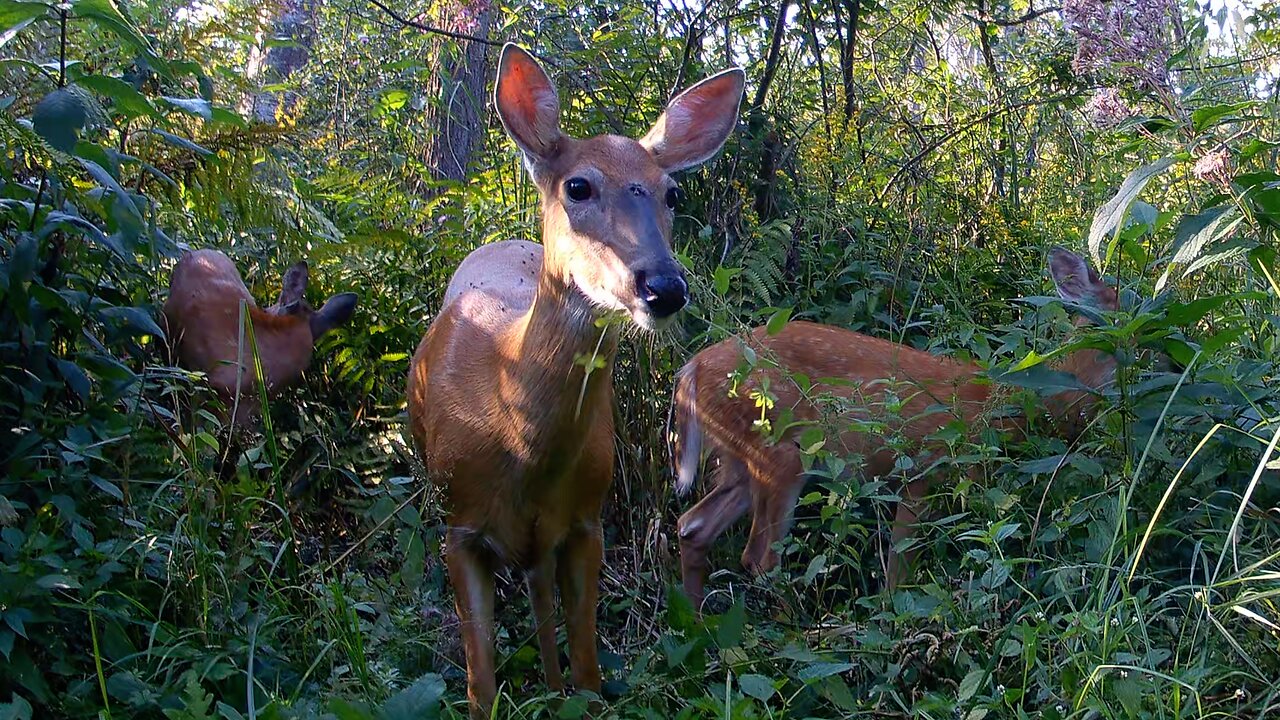 Whitetail Deer - August 24-31