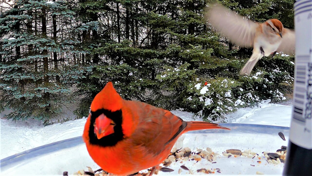 Tiny bird makes crazy sounds to scare big birds at feeder