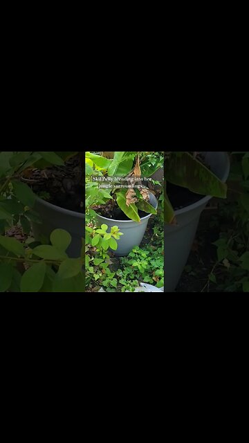 Jungle Cat... #cats #cat #kitten #garden #babyanimals #cute