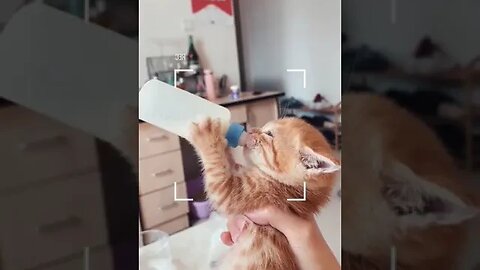 PLAYING CAT VIDEO MEAWWW