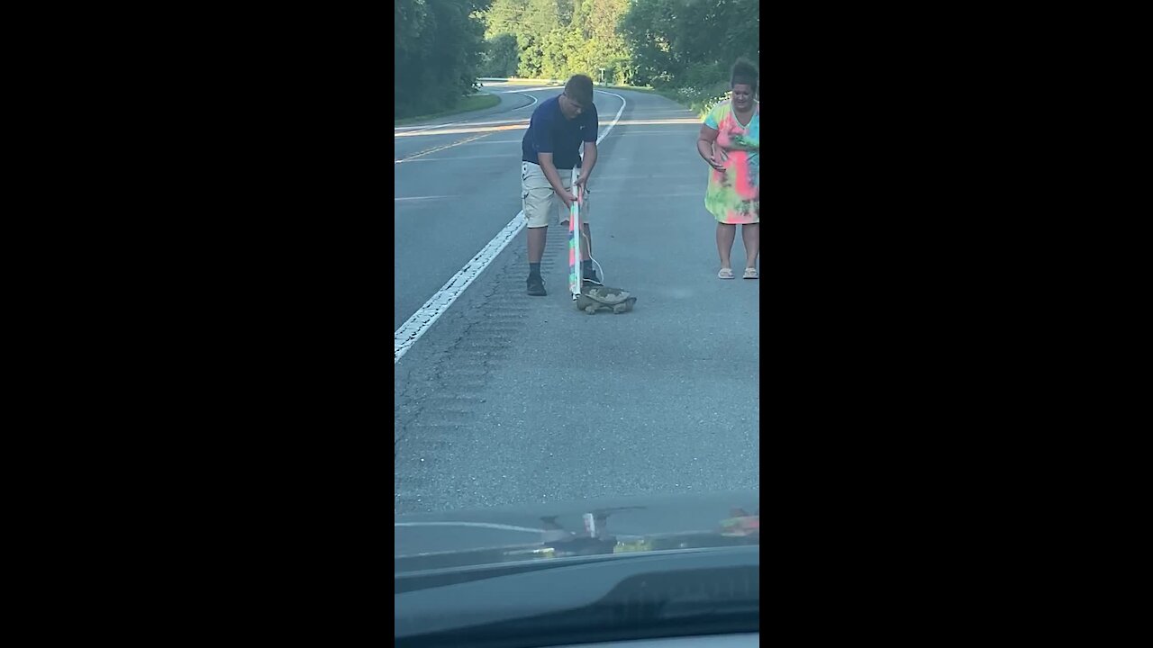 This snapping turtle isn't the only animal crossing the road