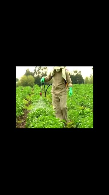 McDonald's Toxic French Fries