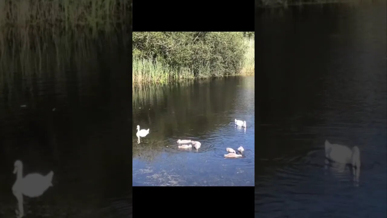 Swans and their cygnets #animals #wildlife #swan #viral #shorts #viralshorts #new #shortsvideo