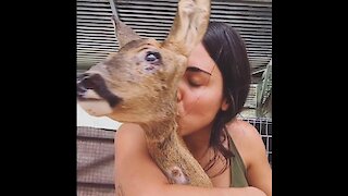 Rescued deer recovers from devastating injuries