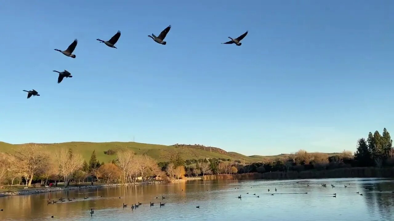 Summer Breeze Meditation: 15 Minutes Flute & Piano Peaceful Music, & Birds Ducks in a Lake Videos.