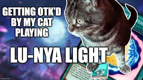 Getting OTK'd by my Cat playing Lunalights