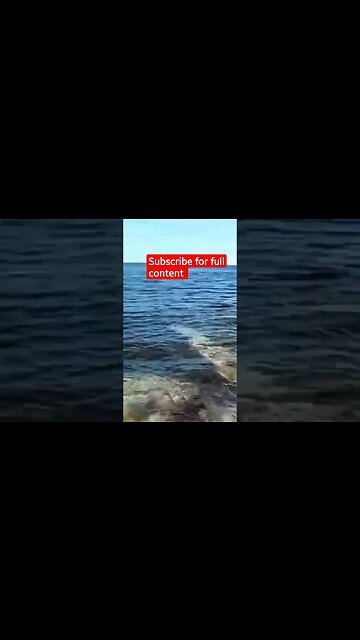 Where the dolphin go #shorts #ocean