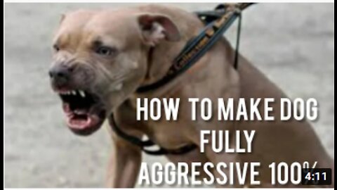 How To Make Dog Become Fully Aggressive With Few Simple Tips