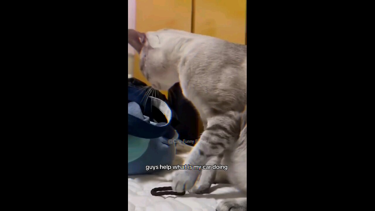 cute cat videos