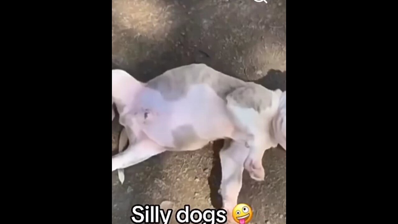 Silly Dogs Company