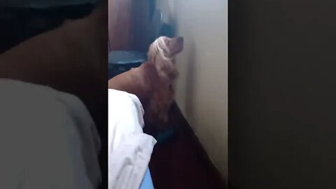 golden dog , shorts