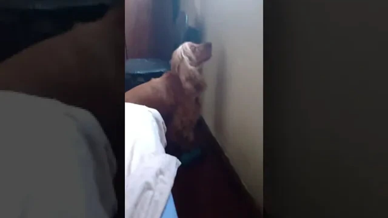 golden dog , shorts