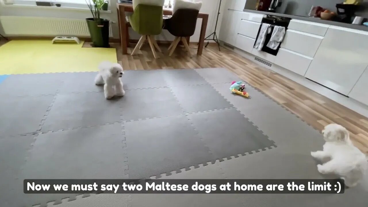 MY DOG'S CRAZY REACTION WHEN WE GOT A NEW PUPPY