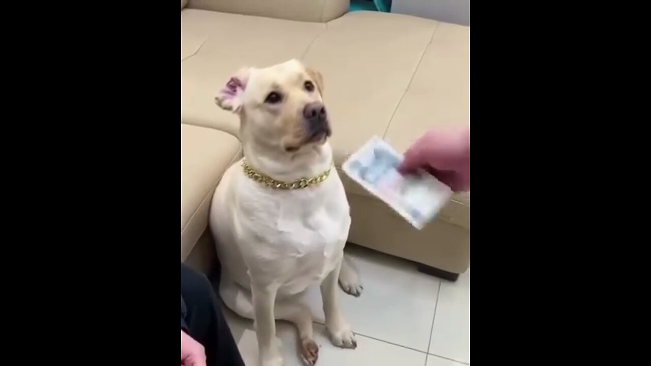 Animals with sense of humor 😂