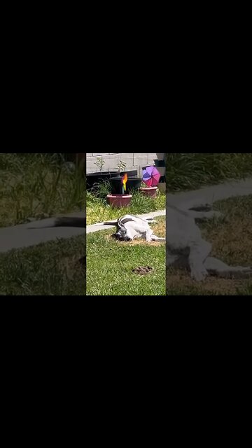 puppy love ❤️ look at that face🐶 #gardening #dog