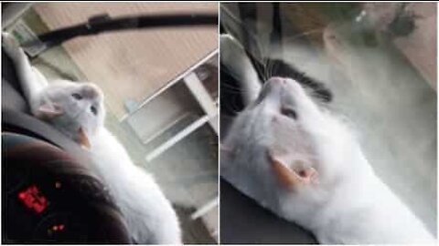 Gatto ipnotizzato dai tergicristalli