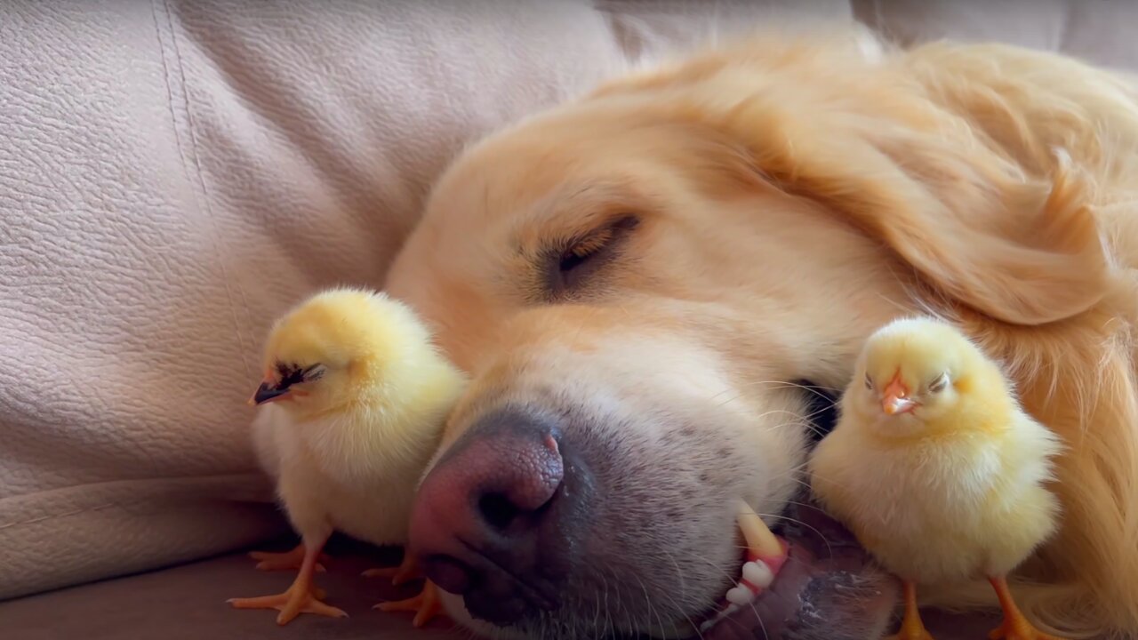 Golden Retriever and Baby Chicks Sleep Together [Cuteness Overload]