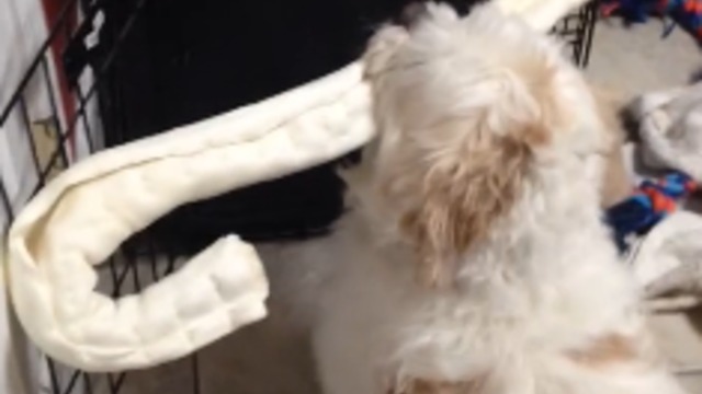 Tiny Dog Picks Out Biggest Toy In The House