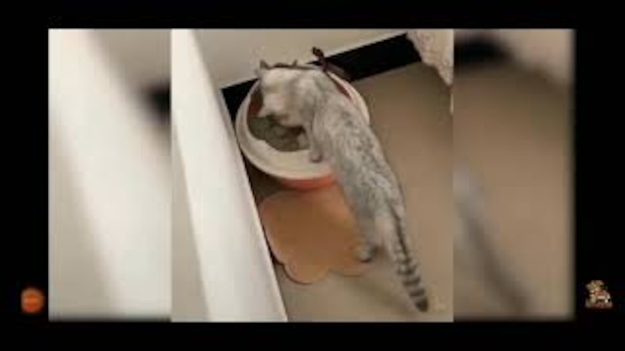 little cats and their jokes