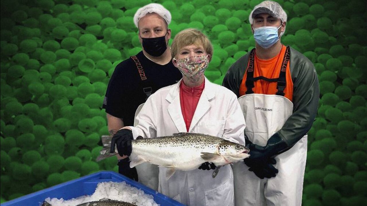 Chimera GMO Salmon Now Available In Canada