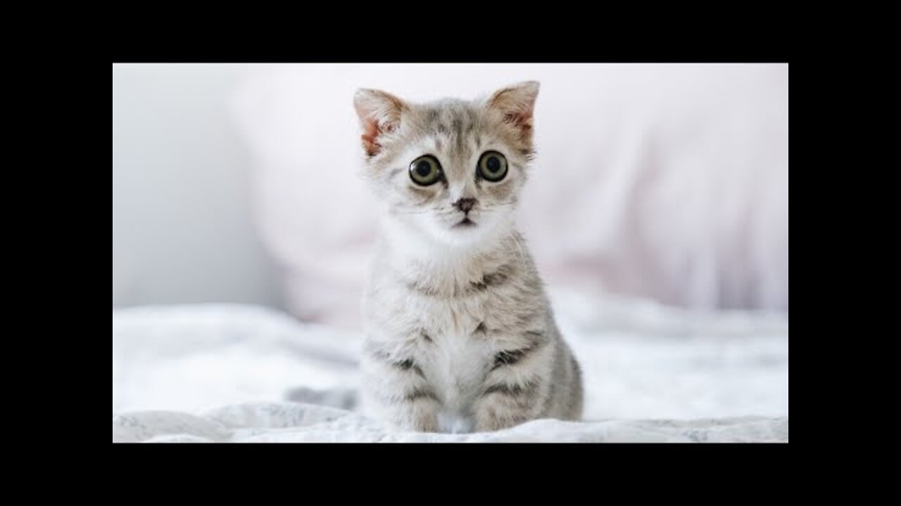 OMG So Cute Cats ❤ Funny Cats Video 🐈 Awe Animals