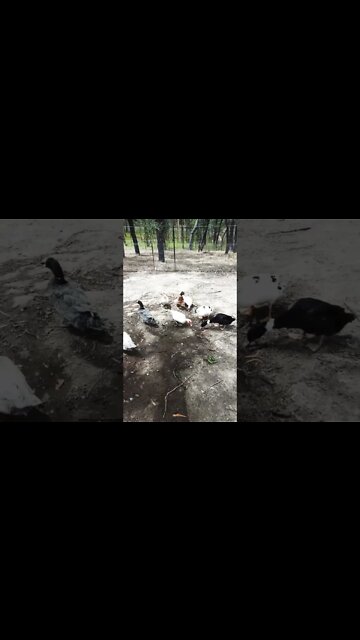 A couple of Muscovy ducks