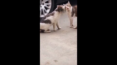 Cat talk