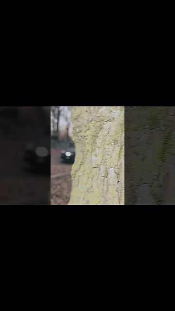 It’s ok to be alone 🐍 #ford #mustangsociety #fordperformance #fordracing #shorts