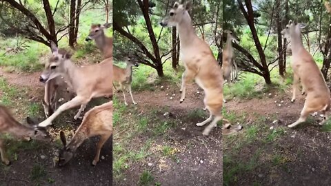 A very hungry deer, unable to share food, leaps and attacks.