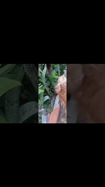 #dogsgow , #animals , #dogs , #shorts