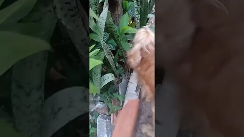 #dogsgow , #animals , #dogs , #shorts