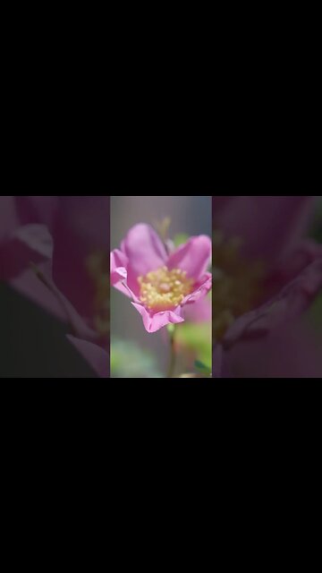 Old Twin Peaks Colorado #WesAnderson #wesandersontrend