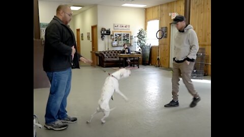 See an extremely reactive pitbull and a Leash reactive dog training