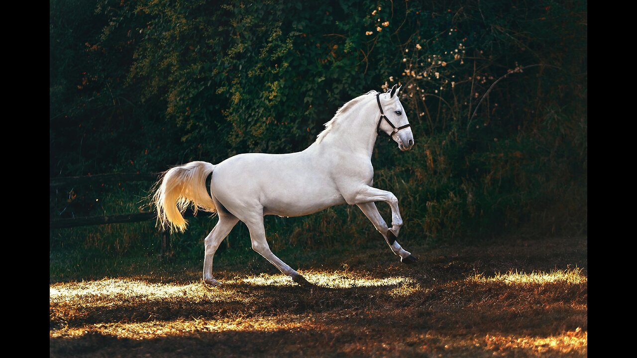 Beautiful Relaxing Instrumental Music with Horses