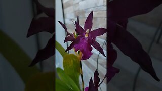 Que Orquídea é essa?