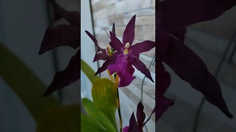 Que Orquídea é essa?