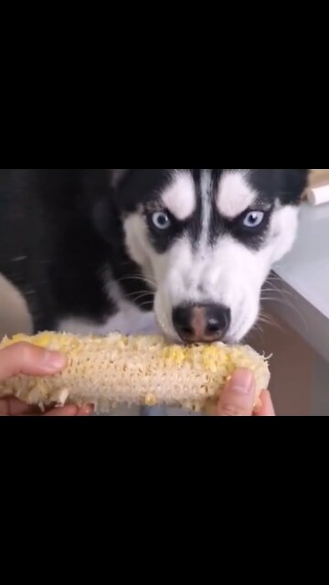 Smart husky eats my corn