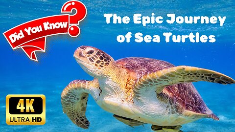 The Epic Journey of Sea Turtles