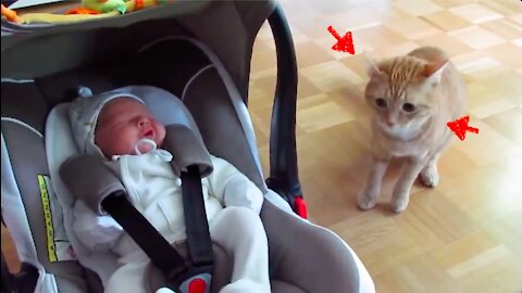 Cat Being Careful and Astound by The Baby